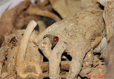 The pure bodies of 12 martyrs were discovered in the mid-Shaban Celebration