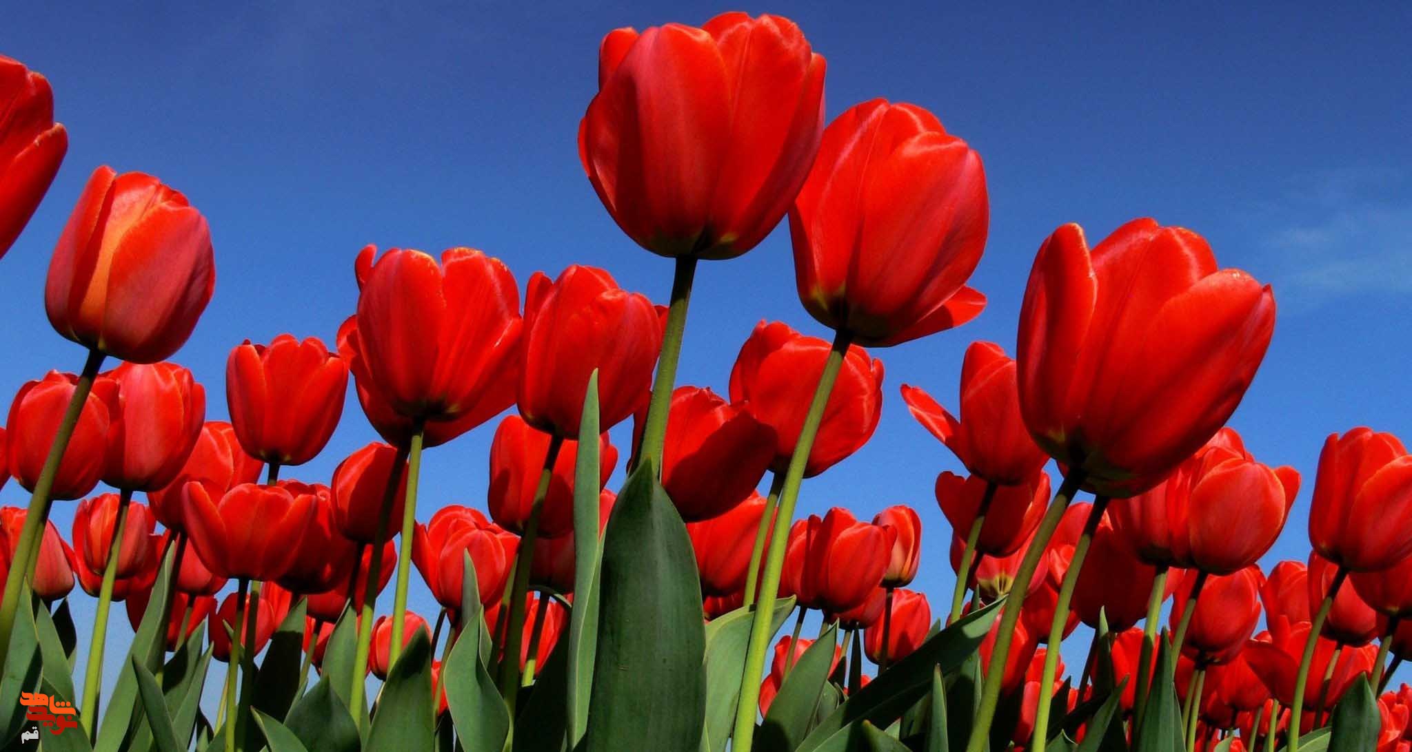 مبانی اسلام را با تعهد پذیرا باشید